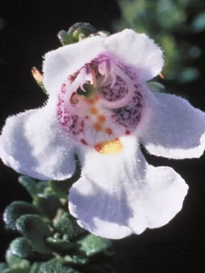 Alpine Mint Bush