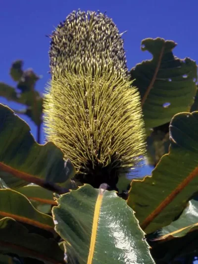 Banksia Robur