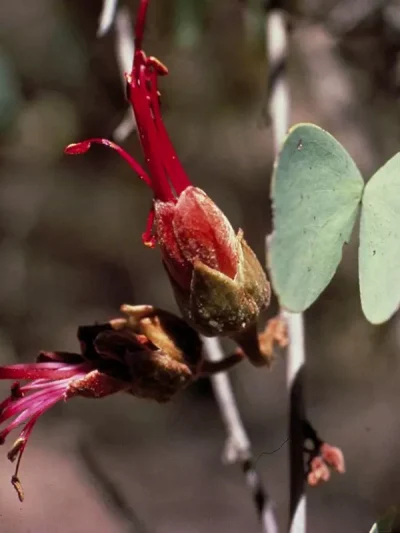 Bauhinia