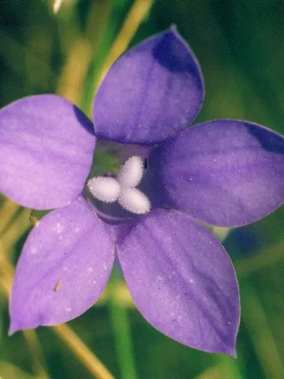 Bluebell