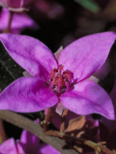 Boronia