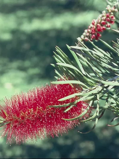 Bottlebrush