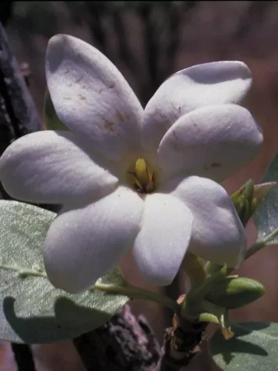Bush Gardenia