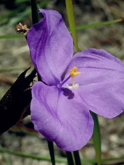 Bush Iris