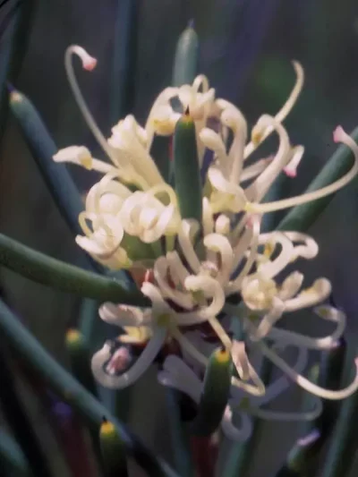 Dagger Hakea