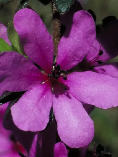 Dog Rose of the Wild Forces