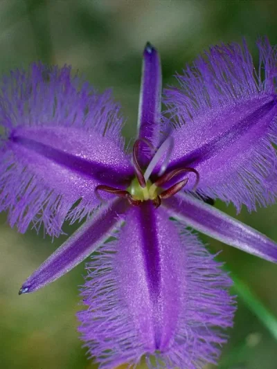 Fringed Violet