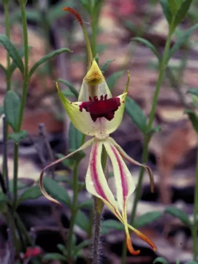 Green Spider Orchid