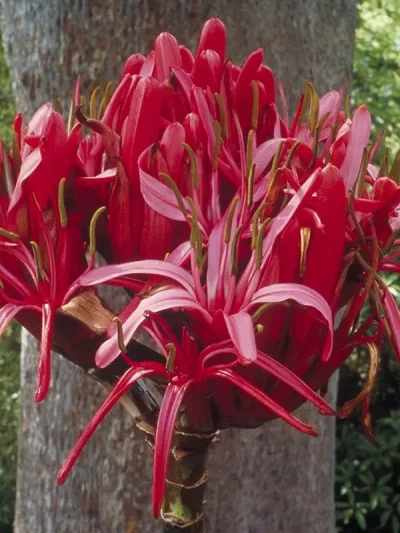 Gymea Lily