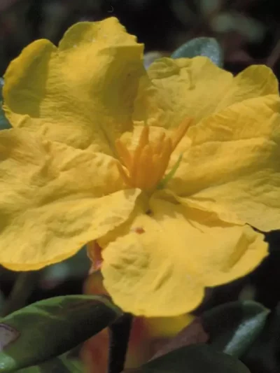 Hibbertia