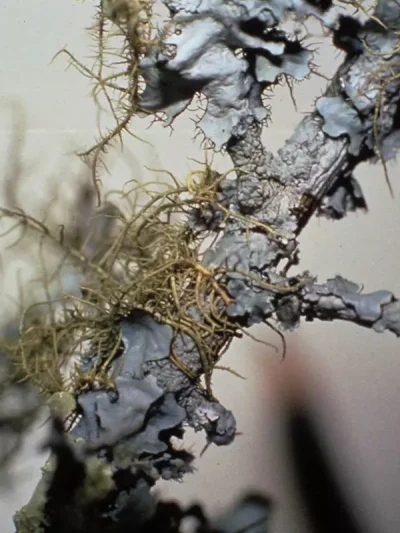 Lichen
