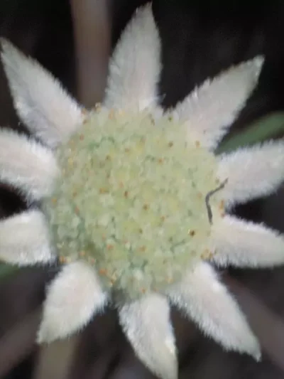 Little Flannel Flower