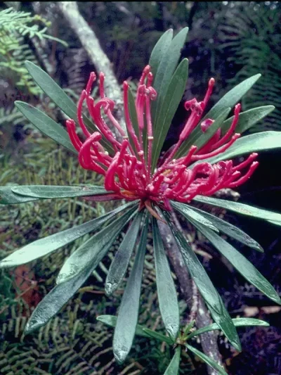 Monga Waratah