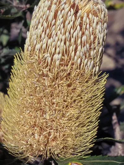 Old Man Banksia