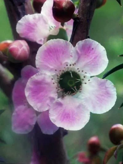 Peach-flowered Tea-tree
