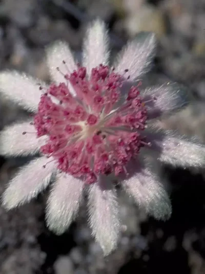 Pink Flannel Flower
