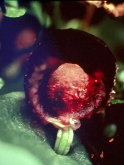 Red Helmet Orchid