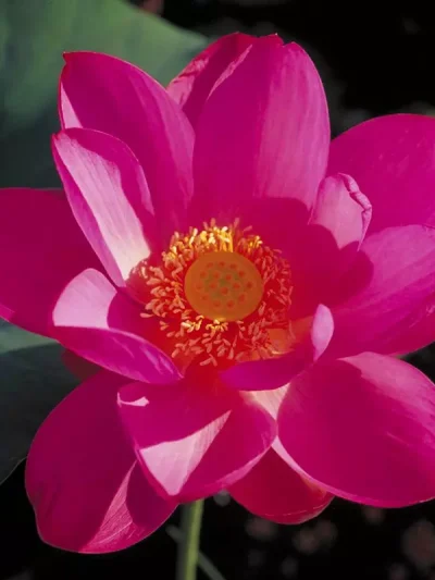 Red Lily