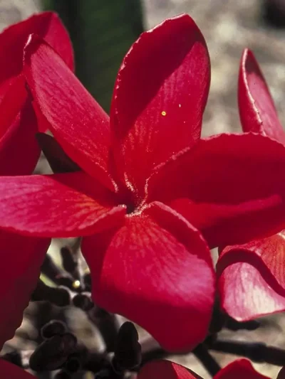Red Suva Frangipani