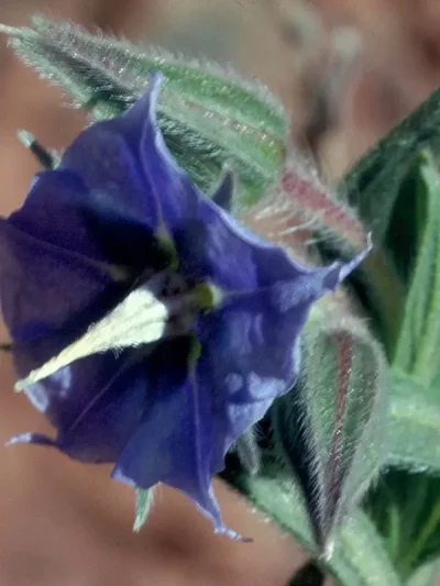 Rough Bluebell