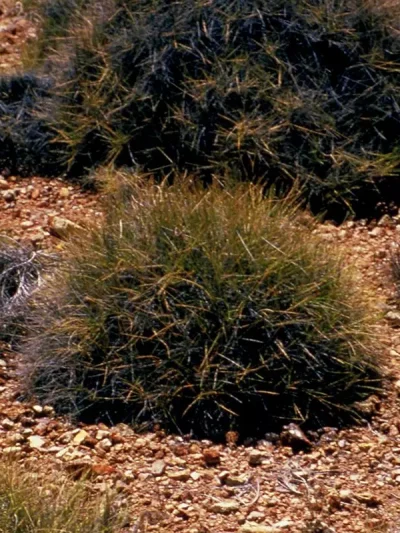 Spinifex