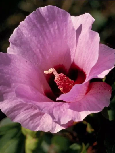 Sturt Desert Rose