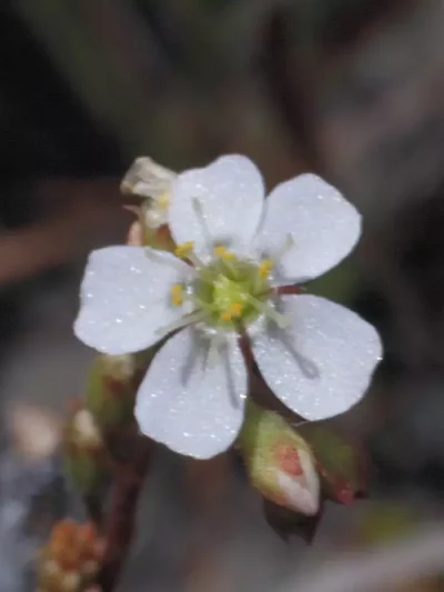Sundew