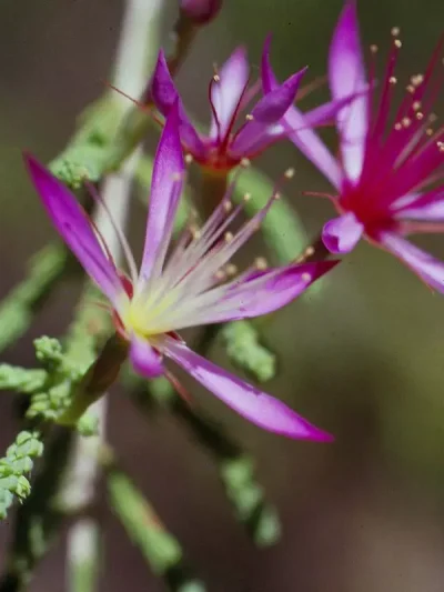 Turkey Bush