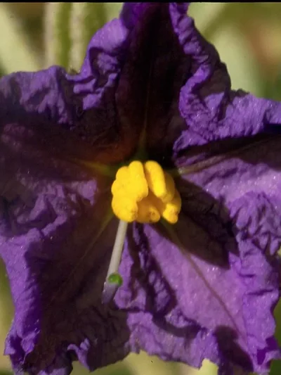 Wild Potato Bush