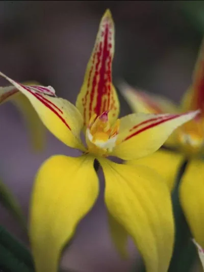 Yellow Cowslip Orchid