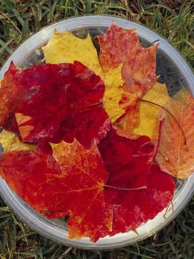 Autumn Leaves
