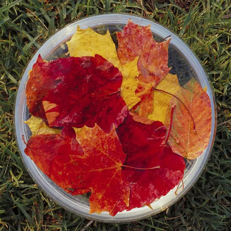 Autumn Leaves