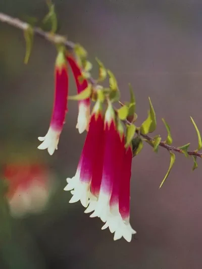Bush Fuchsia