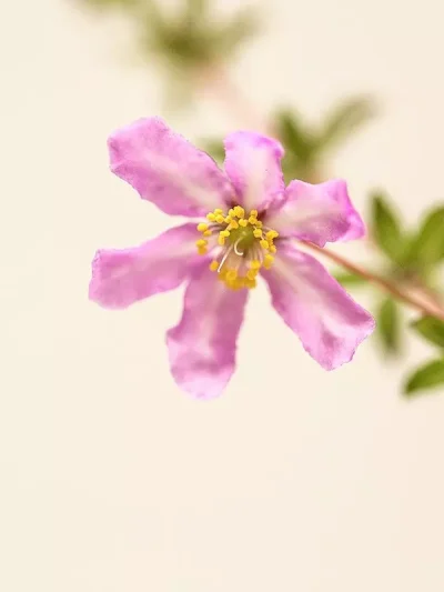 Dog Rose