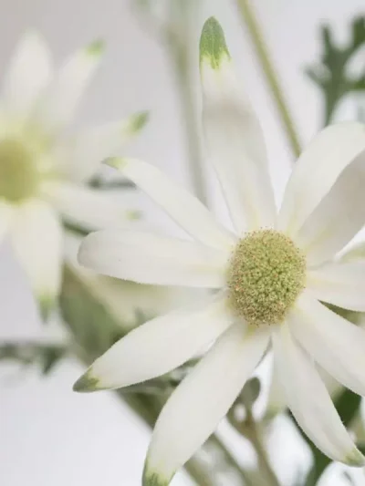 Flannel Flower