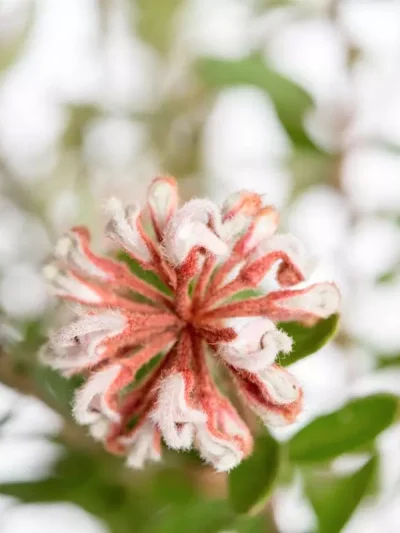 Grey Spider Flower
