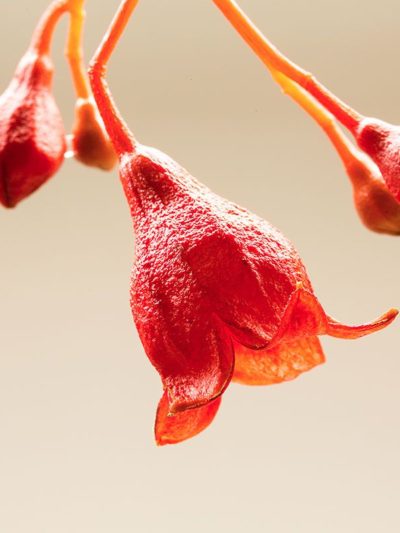 Illawarra Flame Tree