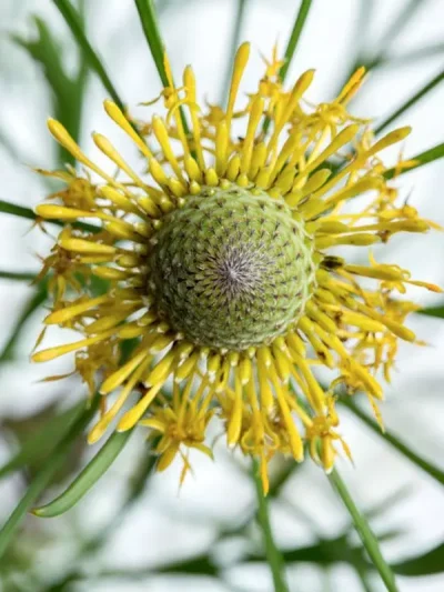 Isopogon