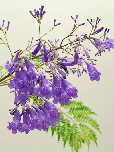 Jacaranda