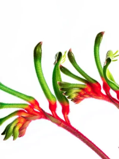 Kangaroo Paw