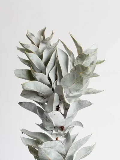 Macrocarpa