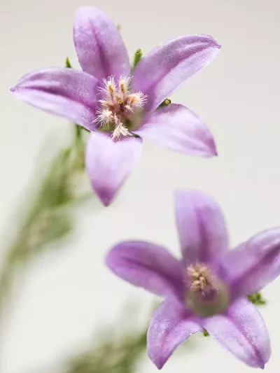 Philotheca