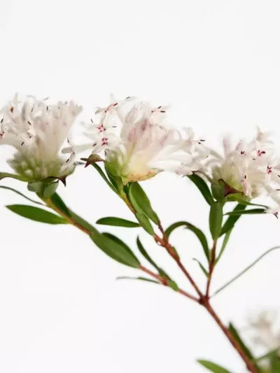 Slender Rice Flower