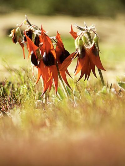 Sturt Desert Pea