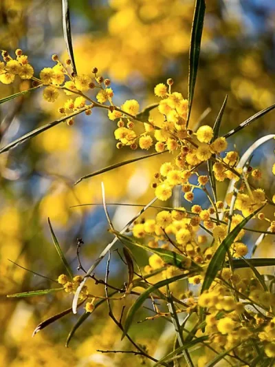 Sunshine Wattle