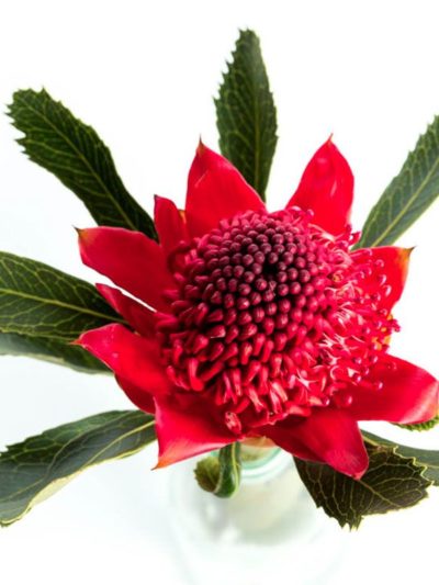 Waratah