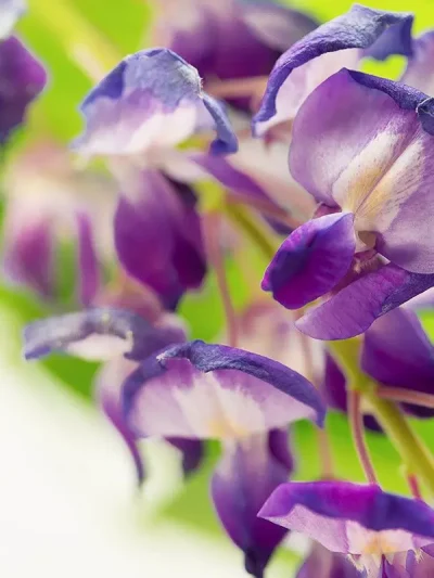 Wisteria